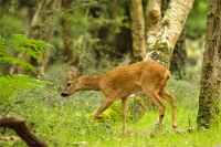 Capreolus capreolus (Capriolo)